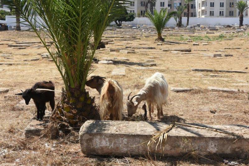 maroc rabat av jazirat al arabe cimetiere juif ancien animmaux chevres ZBL 5236 (2)
